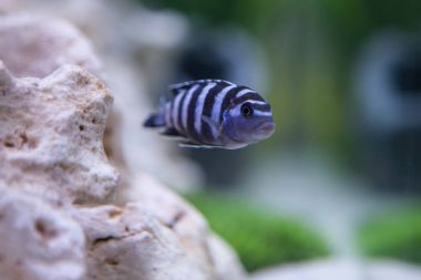 Pseudotropheus Demasoni. Malawi Gölü Çiklit balık.