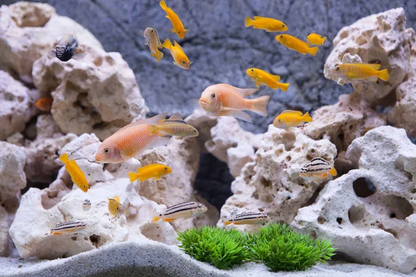 Acuario con peces cíclidos del lago Malawi — Foto de Stock