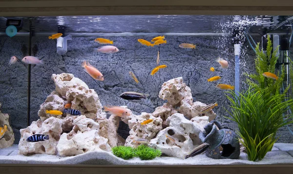 Aquarium with cichlids fish from lake malawi — Stock Photo, Image
