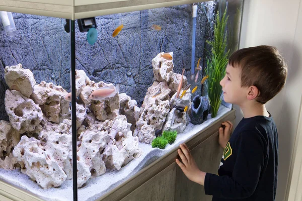 Kind beobachtet Fischbecken. Aquarium mit Buntbarschen — Stockfoto