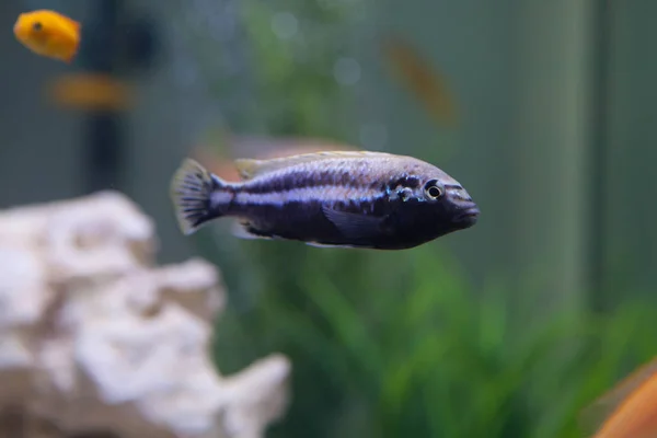 Melanochromis auratus. Sügér hal Malawi tó. — Stock Fotó