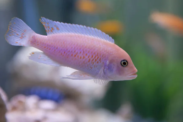 Pseudotropheus ゼブラ。マラウイ湖のカワスズメ科の魚. — ストック写真