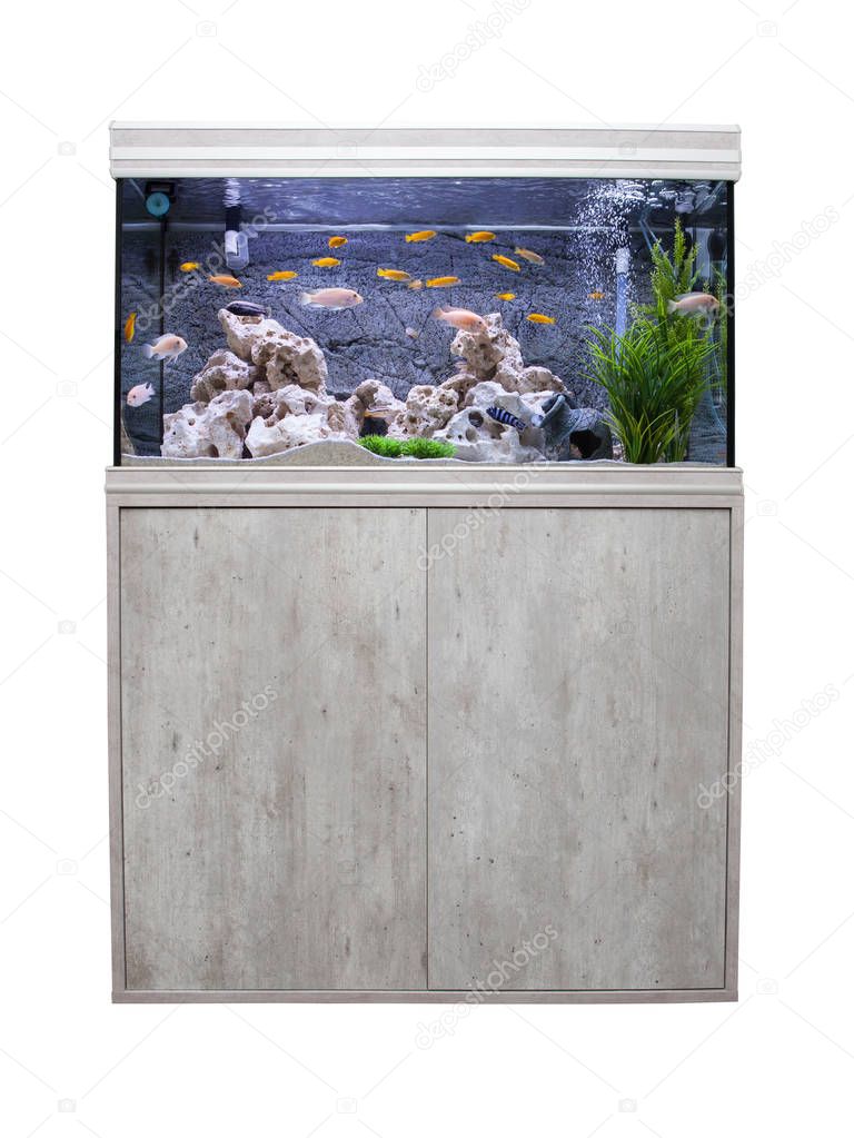 Aquarium with cichlids fish from lake malawi.  Isolated on white