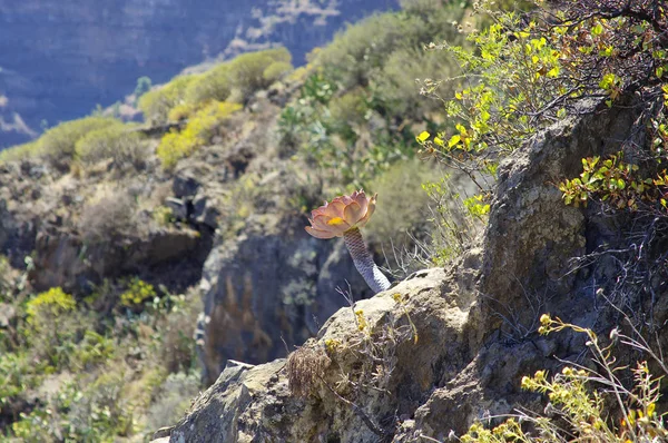El maravilloso paisaje de Mirador de Isora, isla de El Hierro. España —  Fotos de Stock