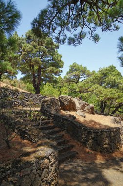 Mirador de Las Playas çam ağacı ormanda El Hierro Adası, Kanarya Adası, İspanya bulunan