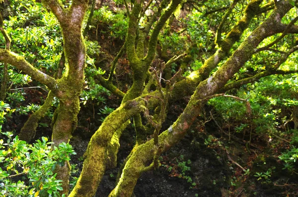 El árbol de Garoe, el árbol sagrado de los antiguos habitantes de la isla. El Hierro, Islas Canarias, España — Foto de Stock