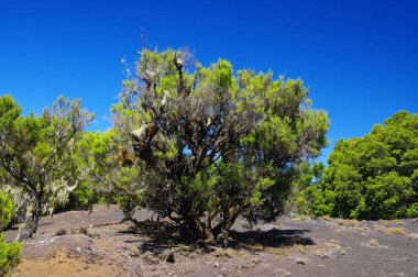 El Hierro - çevreleyen, Mirador de Jinama, Kanarya Adası, İspanya