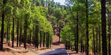 Kanarya çam ağacı orman El Julan, El Hierro, İspanya yakınındaki.