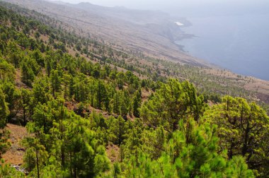 Kanarya çam ağacı orman El Julan, El Hierro, İspanya yakınındaki.