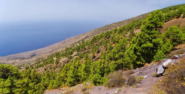 Canarische dennenbos in de buurt van El Julan in El Hierro, Spanje. — Stockfoto