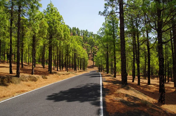 Droga wśród sosnowego lasu w pobliżu El Julan w El Hierro, Hiszpania. — Zdjęcie stockowe
