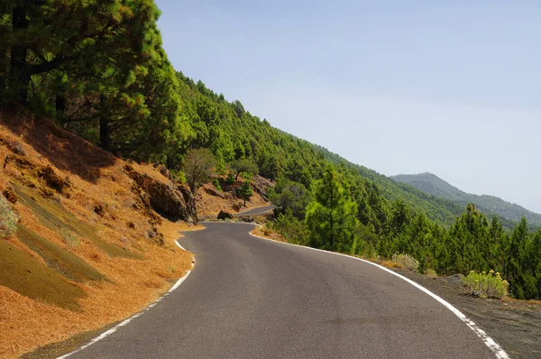 Road El Julan El Hierro, İspanya yakınındaki çam ormanları arasında.