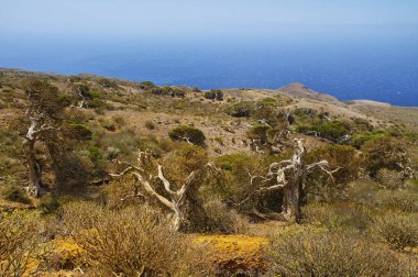 Yerli ağaç Rüzgar, Sabinar El Hierro zorla bükülmüş. Kanarya Adası, İspanya