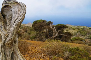 Yerli ağaç Rüzgar, Sabinar El Hierro zorla bükülmüş. Kanarya Adası, İspanya