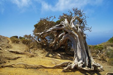 Yerli ağaç Rüzgar, Sabinar El Hierro zorla bükülmüş. Kanarya Adası, İspanya