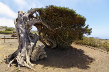 Yerli ağaç Rüzgar, Sabinar El Hierro zorla bükülmüş. Kanarya Adası, İspanya
