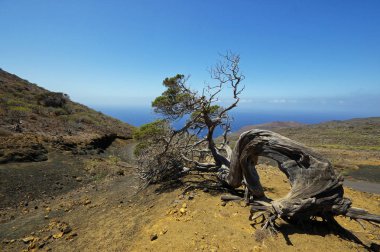 Yerli ağaç Rüzgar, Sabinar El Hierro zorla bükülmüş. Kanarya Adası, İspanya