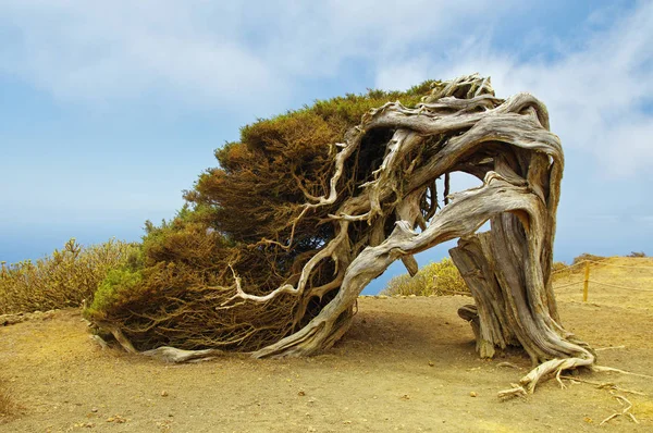 Yerli ağaç Rüzgar, Sabinar El Hierro zorla bükülmüş. Kanarya Adası, İspanya