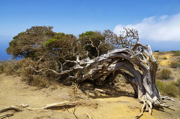 Albero nativo contorto dalla forza del vento, Sabinar El Hierro. Isole Canarie, Spagna — Foto Stock