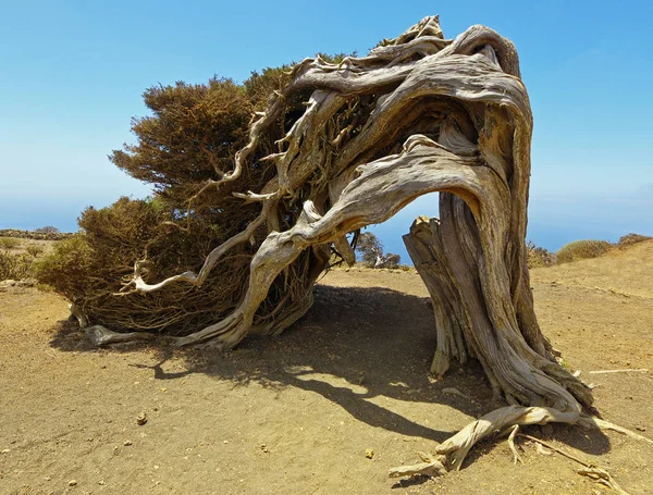 Einheimischen Baum durch die Kraft des Windes verdreht, sabinar el hierro. Kanarische Insel, Spanien — Stockfoto