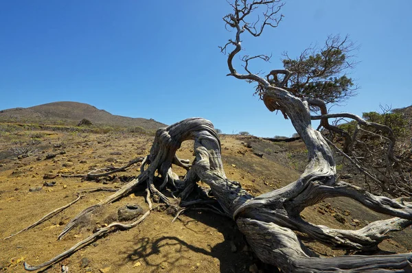 Inhemska träd twisted vid styrkan av vind, Sabinar El Hierro. Canary island, Spanien — Stockfoto