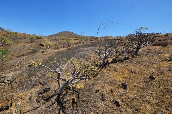 Árbol nativo retorcido por la fuerza del viento, Sabinar El Hierro. Islas Canarias, España — Foto de Stock