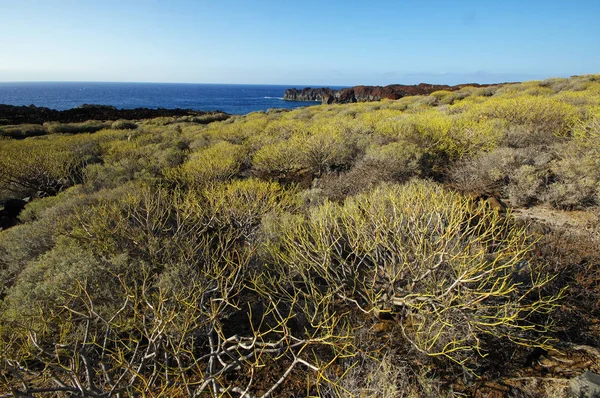 El Hierro - πορτοκαλί βράχους και μαύρη λάβα, Κανάριοι Νήσοι, Ισπανία — Φωτογραφία Αρχείου