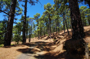 Kanarya çam ağacı orman El Julan, El Hierro, İspanya yakınındaki.