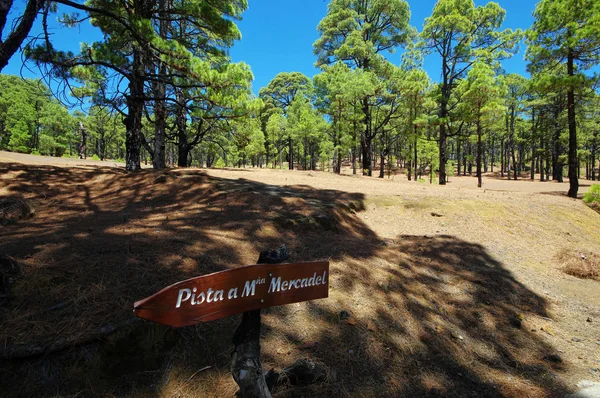 Pineta delle Canarie vicino a El Julan a El Hierro, Spagna . — Foto Stock