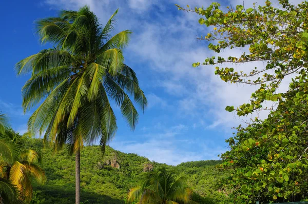 Grande Anse d 'Arlet - Martinique - Karibiska ön. — Stockfoto