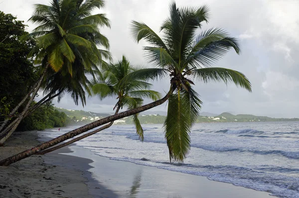 La Diamond strand, Martinique Island, Små Antiller - Stock-foto