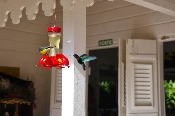 Kolibry w La Balata ogród, Wyspa Martynika, Antyle — Zdjęcie stockowe