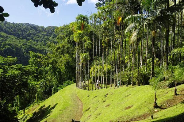 França, Martinica, o jardim tropical de Balata, Pequenas Antilhas — Fotografia de Stock