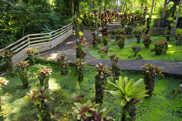 Γαλλία, Μαρτινίκα, τον τροπικό κήπο του Βαλάτα, Αντίλλες — Φωτογραφία Αρχείου