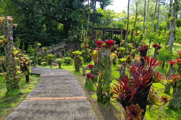 France, Martinique, the tropical  garden of Balata, Lesser Antilles — Stock Photo, Image
