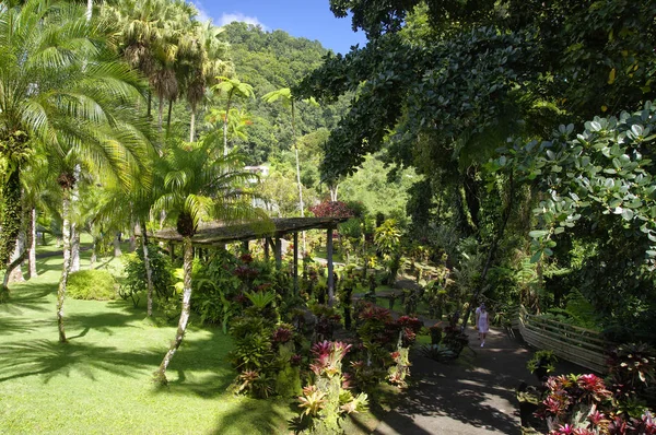 France, Martinique, le jardin tropical de Balata, Petites Antilles — Photo