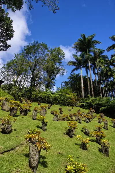 France, Martinique, le jardin tropical de Balata, Petites Antilles — Photo
