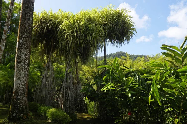 France, Martinique, le jardin tropical de Balata, Petites Antilles — Photo