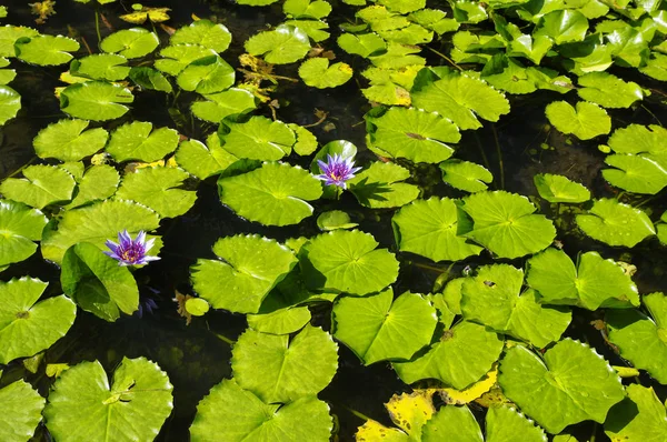 França, Martinica, o jardim tropical de Balata, Pequenas Antilhas — Fotografia de Stock