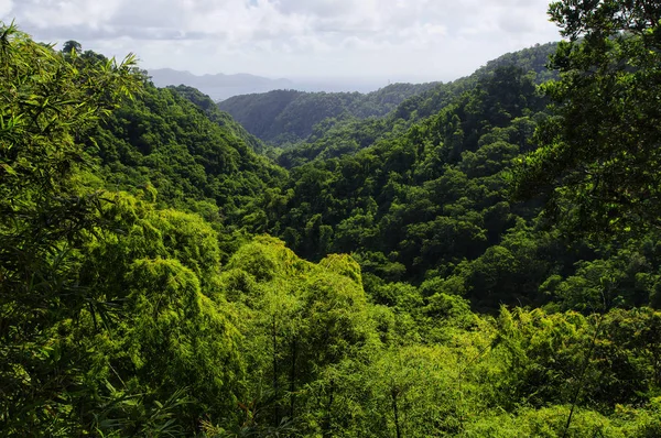 França, Martinica, o jardim tropical de Balata, Pequenas Antilhas — Fotografia de Stock