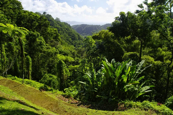 França, Martinica, o jardim tropical de Balata, Pequenas Antilhas — Fotografia de Stock