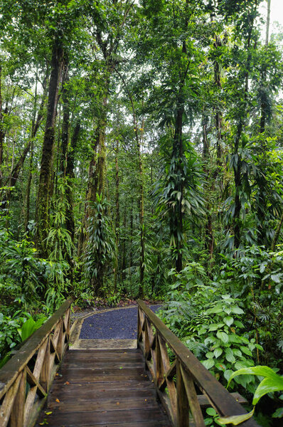 The Emerald Pool Trail. Central Forest Reserve. Dominca island, Lesser Antilles