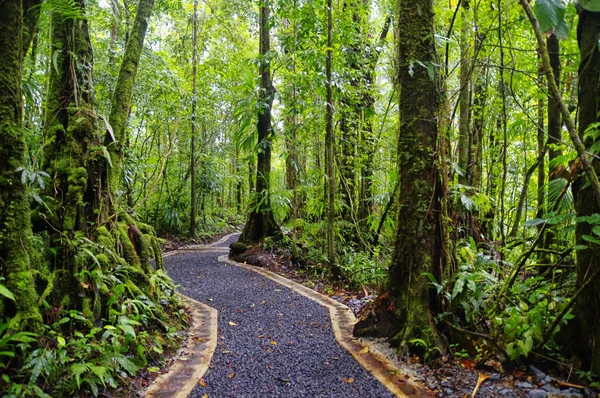 A smaragd medence Trail. Központi Forest Reserve. Dominca-sziget, a kis-Antillák — Stock Fotó