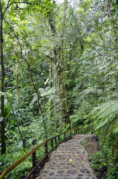 El Sendero de la Piscina Esmeralda. Reserva Forestal Central. Isla Dominca, Antillas Menores —  Fotos de Stock