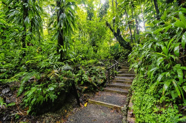 Csökkenő lianas nyomvonal, a Trafalgar-vízesés. Morne Trois tájképét Nemzeti Park (Unesco Világörökség), Dominikai Köztársaság — Stock Fotó