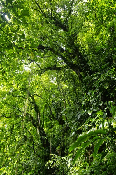 Caindo lianas em trilha para as cachoeiras Trafalgar. Parque Nacional Morne Trois Pitons (Patrimônio da UNESCO), Dominica — Fotografia de Stock