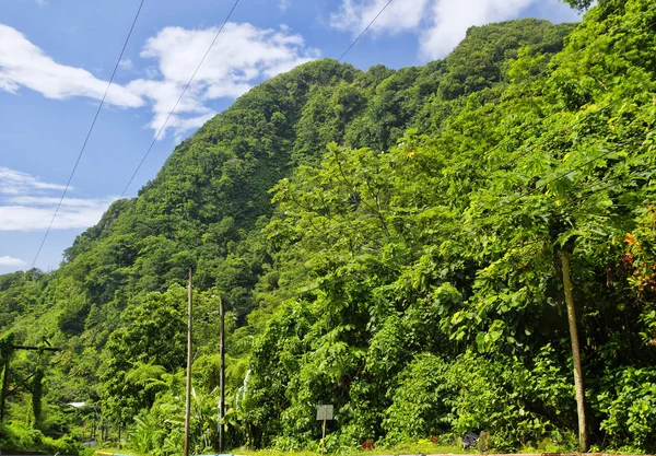 Caindo lianas em trilha para as cachoeiras Trafalgar. Parque Nacional Morne Trois Pitons (Patrimônio da UNESCO), Dominica — Fotografia de Stock