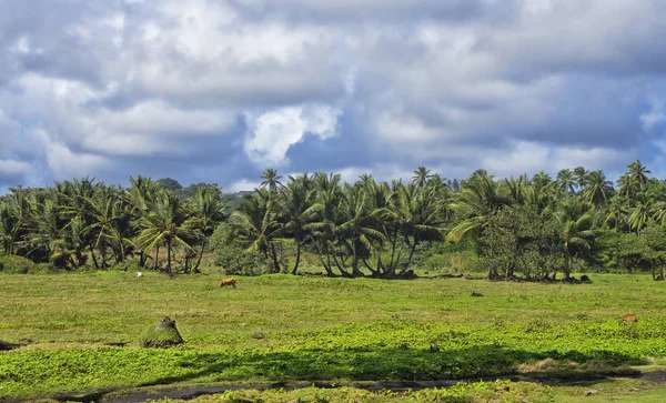 Um prado verde na baía de Londonderry na ilha Dominica, Pequenas Antilhas — Fotografia de Stock