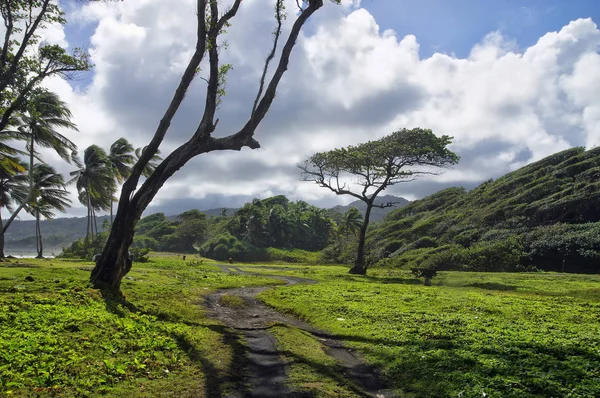 Uma estrada pavimentada entre prados verdes na baía de Londonderry na ilha Dominica, Pequenas Antilhas — Fotografia de Stock