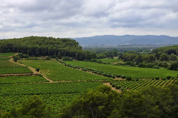 Τοπίο με αμπελώνες στην Penedes αμπέλου ζώνη, Καταλονία, Ισπανία. Εικόνα Αρχείου